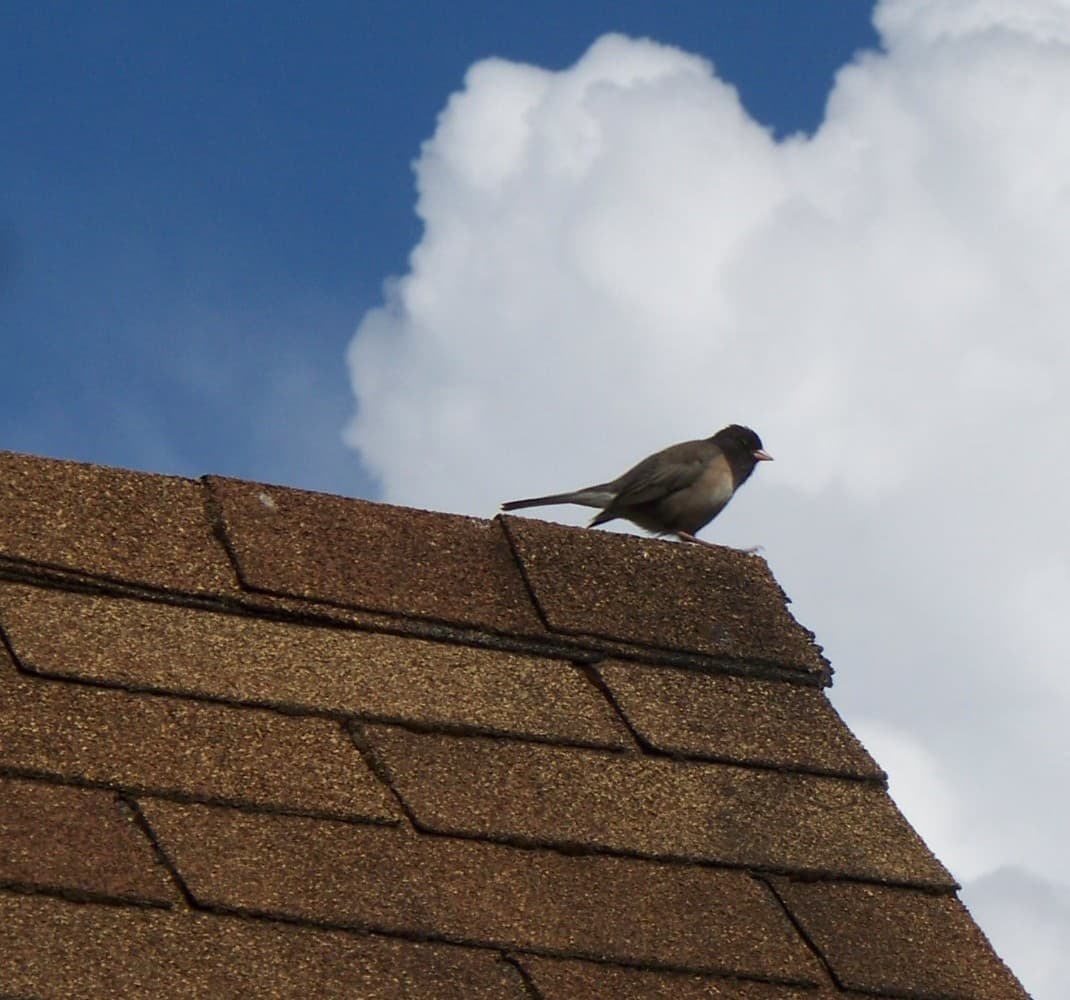 Affordable Roof Replacement in Austin, TX - Affordable asphalt shingle roofing