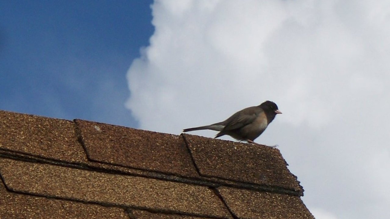 Asphalt Shingle Roof in Bee Cave, TX - Asphalt shingle roof closeup