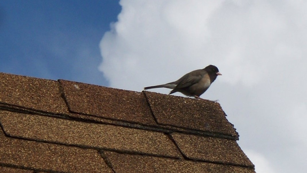 Asphalt Shingles roofing in Austin TX