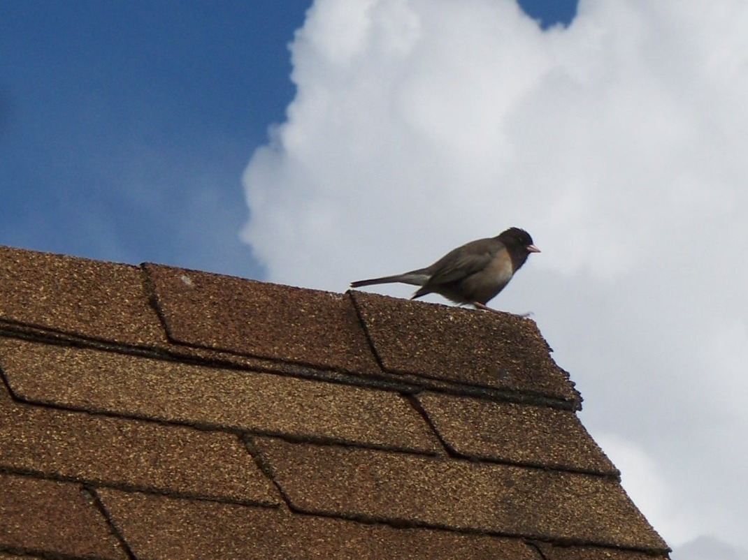 Completed shingle roof - Mueller, Austin